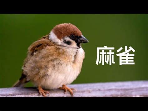 自來鳥|【家裡出現鳥】家裡鳥進來有什麼好兆頭？自來鳥寓意大公開！